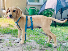 ANTONIO, Hund, Mischlingshund in Ahrensfelde - Bild 4