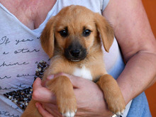 ALBERTO, Hund, Mischlingshund in Großenhain - Bild 1