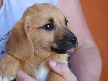 ALBERTO, Hund, Mischlingshund in Großenhain - Bild 2