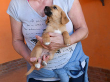 ALBERTO, Hund, Mischlingshund in Großenhain - Bild 3