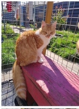 CARLO, Katze, Hauskatze in Rumänien - Bild 1