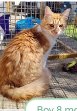 CARLO, Katze, Hauskatze in Rumänien - Bild 2