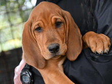 DONALD, Hund, Segugio Italiano a pelo forte-Mix in Dreieich - Bild 1