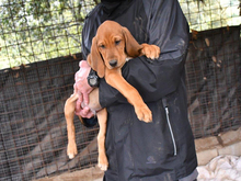DONALD, Hund, Segugio Italiano a pelo forte-Mix in Dreieich - Bild 2
