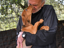 DONALD, Hund, Segugio Italiano a pelo forte-Mix in Dreieich - Bild 3