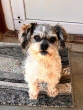DINO, Hund, Shih Tzu Mix in Lübbecke - Bild 1