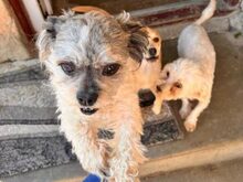 DINO, Hund, Shih Tzu Mix in Lübbecke - Bild 2