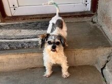 DINO, Hund, Shih Tzu Mix in Lübbecke - Bild 3