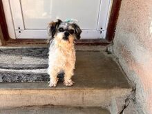 DINO, Hund, Shih Tzu Mix in Lübbecke - Bild 4