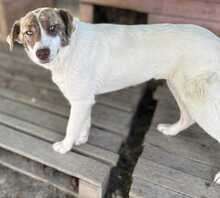 ERNA, Hund, Mischlingshund in Rumänien - Bild 2