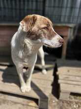 ERNA, Hund, Mischlingshund in Rumänien - Bild 4