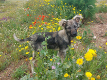 BRANOBRANDO, Hund, Mischlingshund in Ahrensfelde - Bild 1