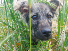 BRANOBRANDO, Hund, Mischlingshund in Ahrensfelde - Bild 2