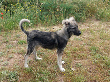 BRANOBRANDO, Hund, Mischlingshund in Ahrensfelde - Bild 3