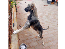 BRANOBRANDO, Hund, Mischlingshund in Ahrensfelde - Bild 4