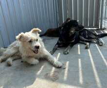 BOLLE, Hund, Mischlingshund in Rumänien - Bild 4