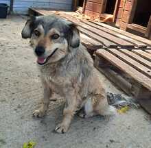VICKY, Hund, Mischlingshund in Rumänien - Bild 1