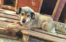 VICKY, Hund, Mischlingshund in Rumänien - Bild 2