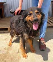 INKA, Hund, Schäferhund in Rumänien - Bild 1