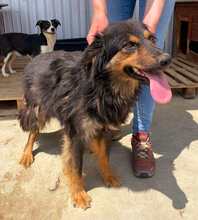 INKA, Hund, Schäferhund in Rumänien - Bild 2