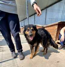 INKA, Hund, Schäferhund in Rumänien - Bild 4
