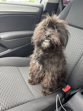 NUKA, Hund, Mischlingshund in Rumänien - Bild 1