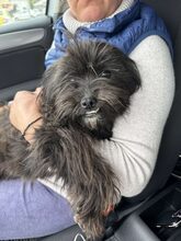NUKA, Hund, Mischlingshund in Rumänien - Bild 2