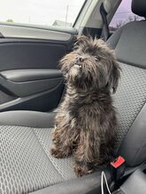 NUKA, Hund, Mischlingshund in Rumänien - Bild 3