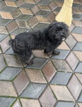 NUKA, Hund, Mischlingshund in Rumänien - Bild 4