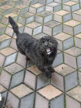 NUKA, Hund, Mischlingshund in Rumänien - Bild 5