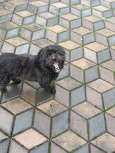NUKA, Hund, Mischlingshund in Rumänien - Bild 6