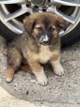 FIETE, Hund, Mischlingshund in Rumänien - Bild 1