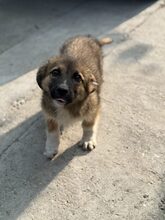FIETE, Hund, Mischlingshund in Rumänien - Bild 2