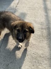 FIETE, Hund, Mischlingshund in Rumänien - Bild 3