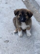 FIETE, Hund, Mischlingshund in Rumänien - Bild 4