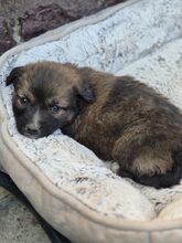 FIETE, Hund, Mischlingshund in Rumänien - Bild 6