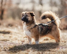 FIETE, Hund, Mischlingshund in Oberursel