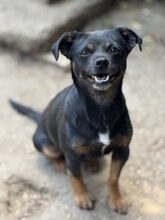 PIXIE, Hund, Mischlingshund in Rumänien - Bild 1