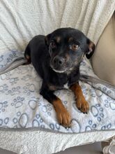 PIXIE, Hund, Mischlingshund in Rumänien - Bild 2