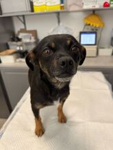 PIXIE, Hund, Mischlingshund in Rumänien - Bild 3