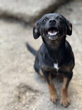 PIXIE, Hund, Mischlingshund in Rumänien - Bild 4