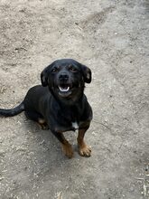 PIXIE, Hund, Mischlingshund in Rumänien - Bild 5