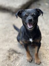 PIXIE, Hund, Mischlingshund in Rumänien - Bild 6