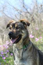 KOSTAKIS, Hund, Mischlingshund in Griechenland - Bild 2