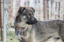 KOSTAKIS, Hund, Mischlingshund in Griechenland - Bild 3