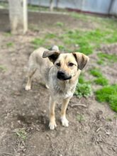 KIRSI, Hund, Mischlingshund in Rumänien - Bild 1