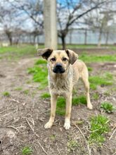 KIRSI, Hund, Mischlingshund in Rumänien - Bild 2