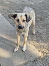 KIRSI, Hund, Mischlingshund in Rumänien - Bild 4