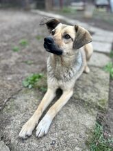 KIRSI, Hund, Mischlingshund in Rumänien - Bild 5