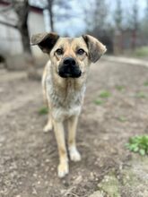 KIRSI, Hund, Mischlingshund in Rumänien - Bild 6
